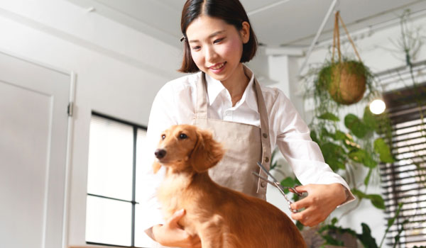 ���츩�Υȥ�ޡ��Ȥι祳�󡦥���Ѥνв�